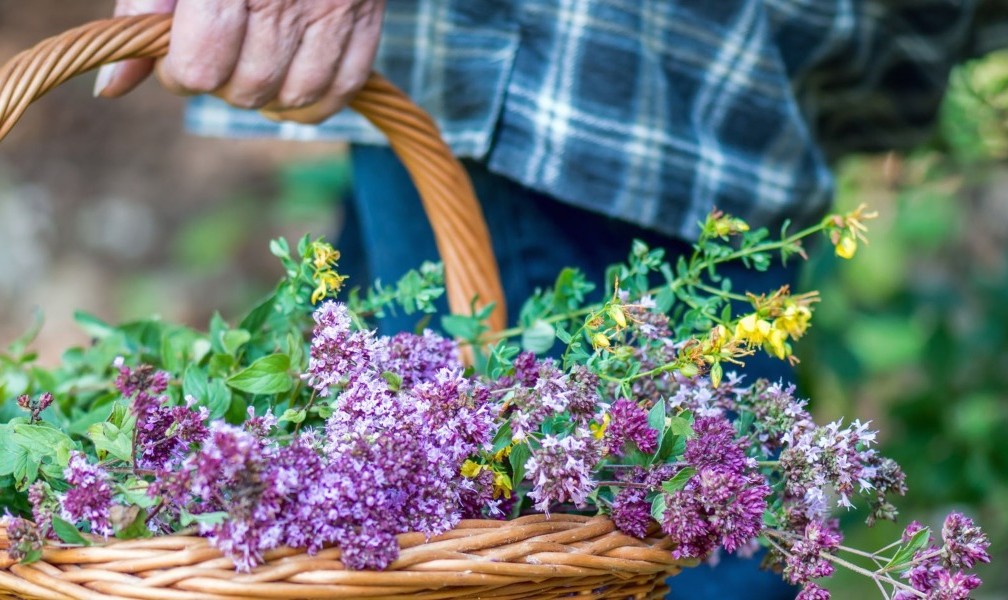 Foraging-cestino-600×250-172257